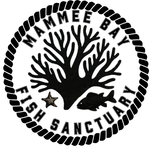 NEW MAMMEE BAY FISHING SANCTUARY (2)